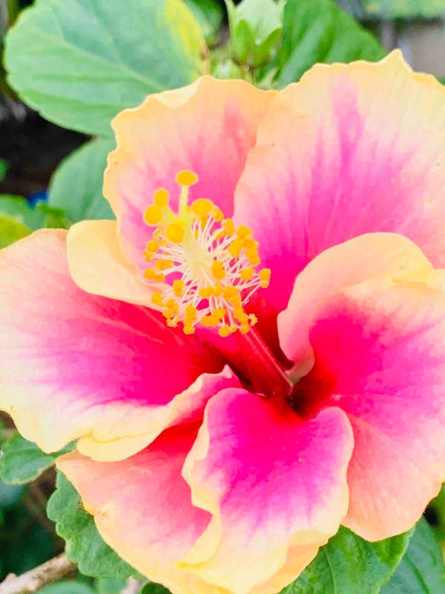 North Shore Garden Suite Haleiwa Exterior foto